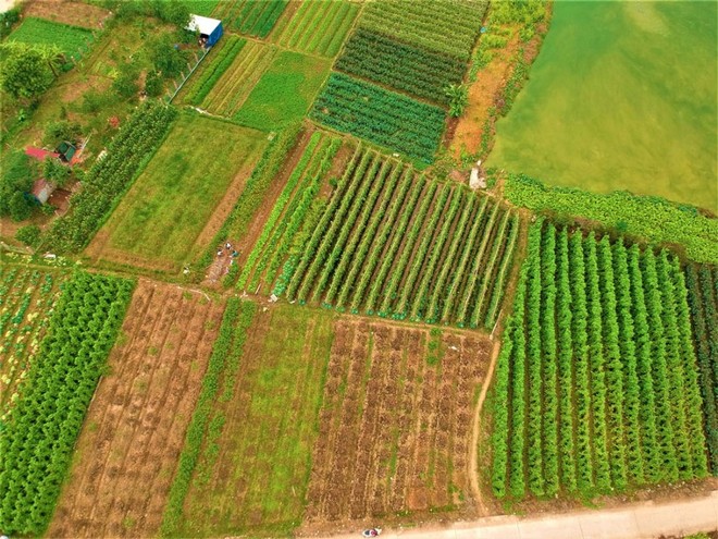 Hà Nội thực hiện mô hình chính quyền 2 cấp trong lĩnh vực nông nghiệp và môi trường