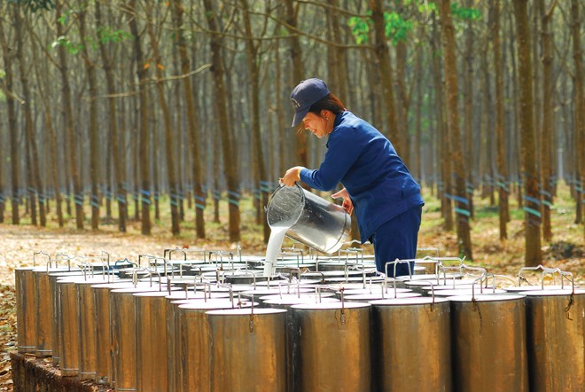Giá cao su ở mức cao sẽ giúp duy trì đà tăng trưởng cho các doanh nghiệp trong ngành 