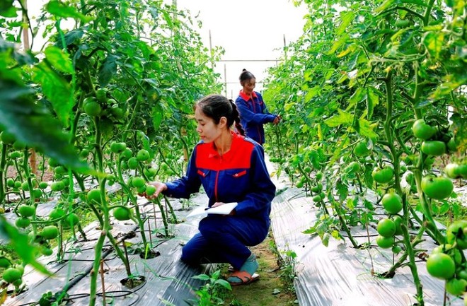 Đảm bảo chất lượng được coi là “chìa khóa sống còn” đối với nông sản.