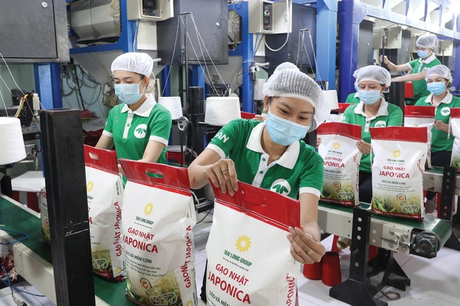 Trong tháng 9, xuất khẩu gạo cả nước chỉ đạt 467.000 tấn, giảm gần một nửa so với tháng 8