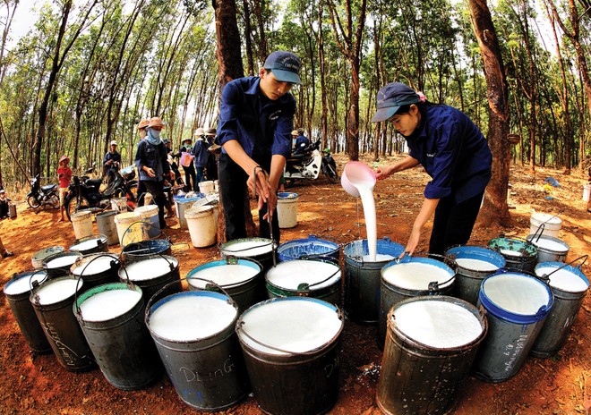Nguồn thu chủ yếu của DPR đến từ khai thác, kinh doanh mủ cao su