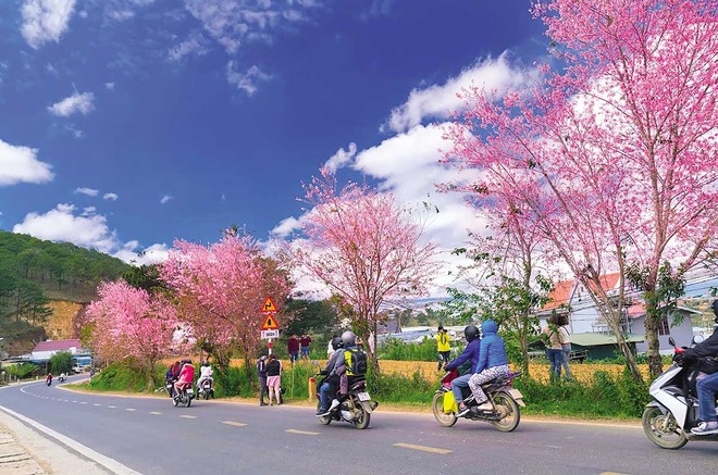 Tết Nguyên đán là thời điểm Đà Lạt bước vào mùa hoa anh đào rực rỡ. 