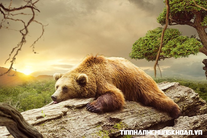 Nhận định thị trường phiên 8/11: Chưa nên mua thêm