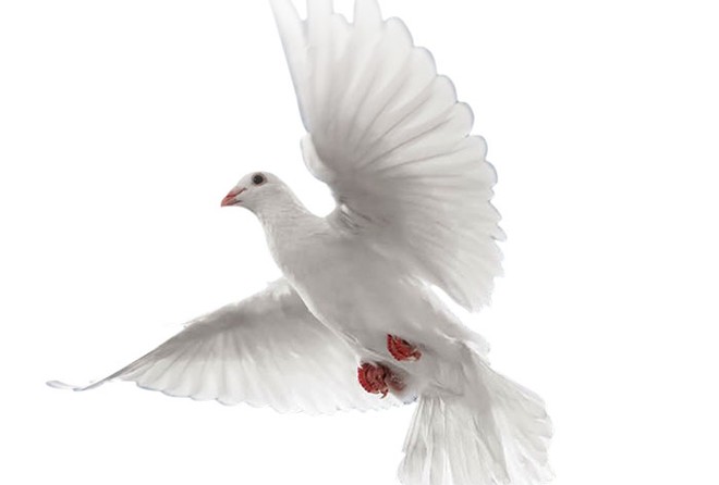 Khoảng trời tự do nào cho doanh nhân?