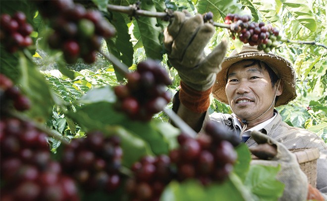 Chương trình tín dụng tái canh cây cà phê với số tiền dự kiến 12.000 tỷ đồng sẽ được triển khai quyết liệt từ nay đến năm 2020
Ảnh: Hoài nam
