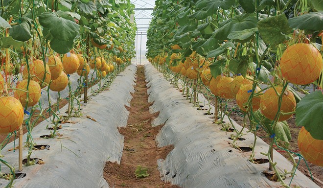 Làm sao để hội nhập mang lại nhiều quả ngọt 
