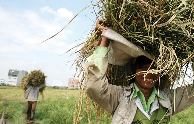 Khu vực nông thôn, nông nghiệp là địa bàn rất cần đến các dịch vụ tài chính vi mô
