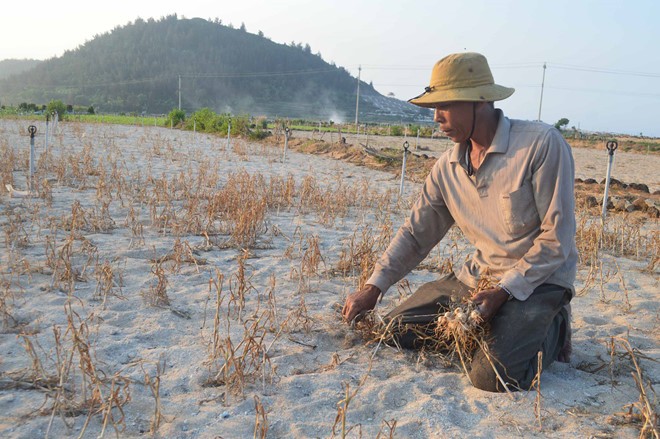 Ông Trần Nguyên rầu rĩ bên ruộng tỏi bị mất trắng.
ẢNH: HIỂN CỪ