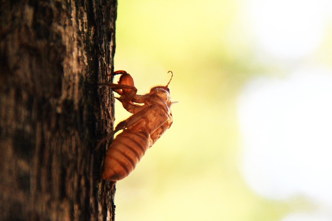 Tháng năm, ve sầu lột xác. Ảnh: Thành Nguyễn.