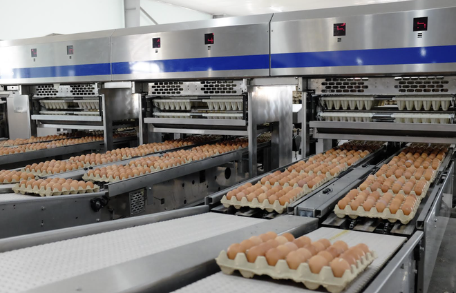 Gia cầm Hòa Phát (HPG) tăng trưởng lợi nhuận 135% nhờ giá trứng hồi phục