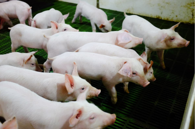 Heo chiếm 43% doanh thu và 77% lợi nhuận của Nông nghiệp Hòa Phát (HPA)