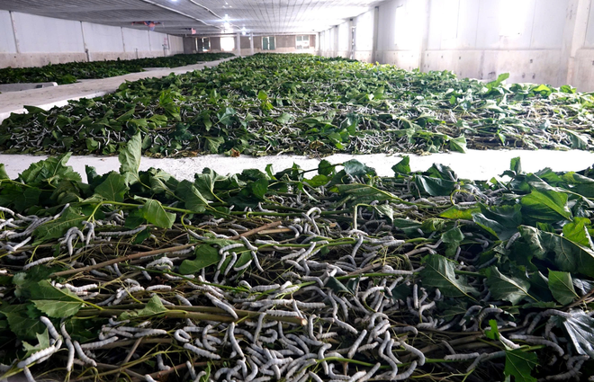 Trồng dâu nuôi tằm lấy tơ thô xuất bán sang Ấn Độ là lĩnh vực mới của HAGL