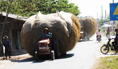 Giá rơm cho trâu, bò ăn ở Bến Tre từ 2.000 đến 2.500 đồng mỗi kg, bằng nửa giá lúa. Ảnh: Cửu Long
