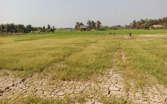 Phó thủ tướng lưu ý theo dõi xuất khẩu gạo trong lúc hạn hán, xâm nhập mặn