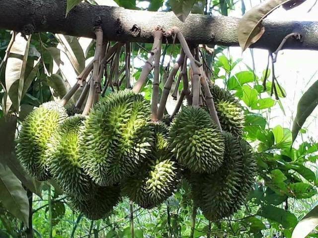 Mùa này ở Lung Cột Cầu, sầu riêng chín mọng, thơm ngào ngạt