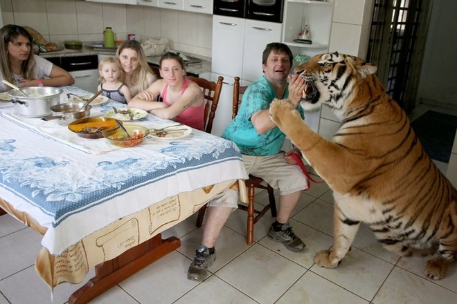 Cuộc sống của đại gia đình với 7 chú hổ to hơn người