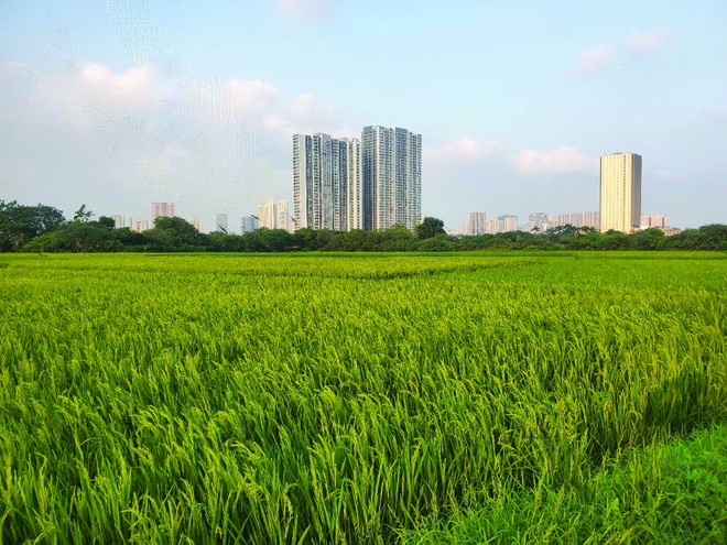 Đất đai là nguồn tài nguyên vô cùng quý giá của mỗi quốc gia, mỗi dân tộc. Ảnh: Dũng Minh.