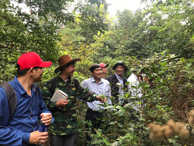 Đoàn công tác khảo sát thực địa cho việc phát triển sâm Bố Chính tại Vườn Quốc Gia Phong Nha Kẻ Bàng.