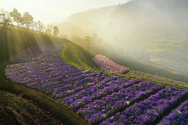 Những cánh đồng hoa 'gây sốt' thời gian qua