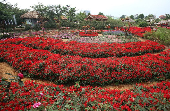 Thung lũng hoa tỏa sắc giữa Thủ đô