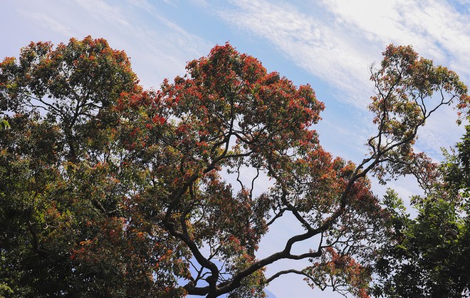 Bán đảo Sơn Trà mùa 'thay áo'