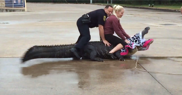 Krobboth cùng cộng sự bắt một con cá sấu lớn ở bãi đỗ xe trung tâm mua sắm. (Nguồn: CNBC).