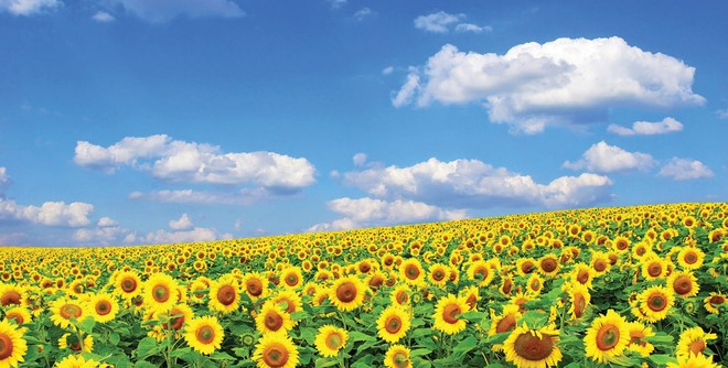 Một chỉ tiêu được đánh giá là rất quan trọng đối với doanh nghiệp nhưng chưa được thể hiện trong các báo cáo thường niên, đó là “Cơ chế tư vấn và báo cáo các mối quan ngại 
về đạo đức”.