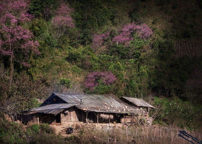 Sắc hoa nhuộm hồng núi rừng Tây Bắc dịp cuối Đông