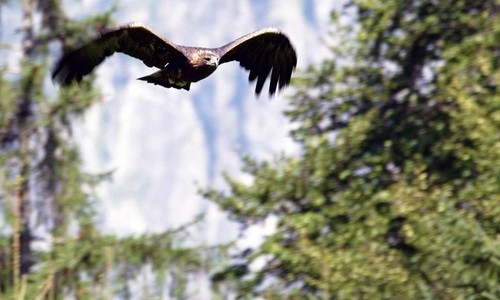 Động vật chạy trốn tán loạn khi thấy bóng đại bàng