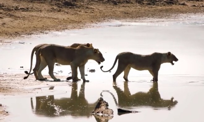 Bầy sư tử thận trọng băng qua khúc sông đầy cá sấu