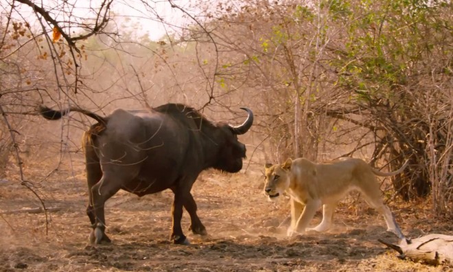 15 con sư tử phục kích trâu rừng