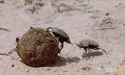 Bọ hung bị thương đánh bại 'kẻ cướp'