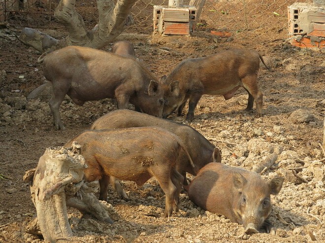 Trang trại nuôi heo rừng tại Đồng Tháp.