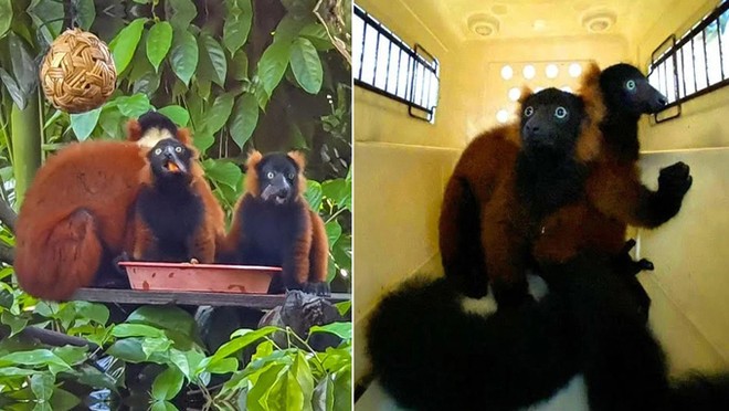 Vượn cáo song sinh ra mắt sở thú