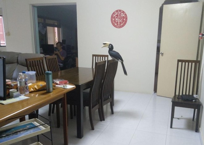 Mặc dù làm khách nhưng tự nhiên còn hơn cả chủ. Nguồn: Facebook/hoxiangtian.