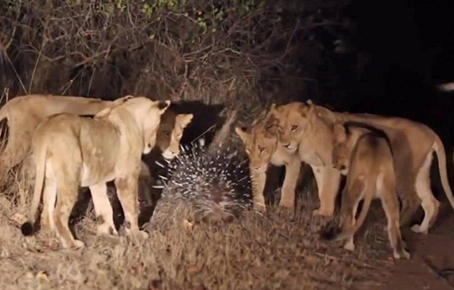 Con nhím trong vòng vây của đàn sư tử.