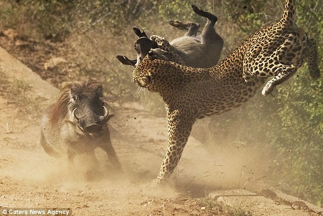 Nguyên nhân sâu xa khiến lợn rừng châu Phi nổi điên, liều chết để truy sát báo hoa mai