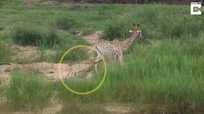 Cuộc chiến tranh giành sự sống của hươu cao cổ trước chúa tể đầm lầy