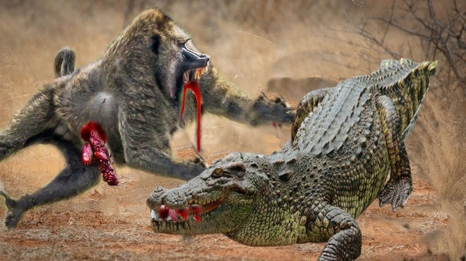 Màn thoát hiểm khó tin của khỉ đầu chó trước nanh vuốt của cá sấu sông Nile khổng lồ