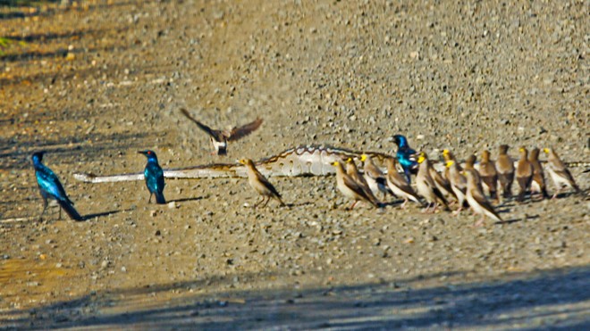 Báo thù cho đồng đội, đàn chim sáo trút hết nỗi căm hờn lên người con trăn khổng lồ