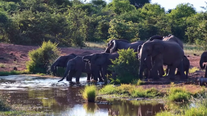 Bất thường hành vi cá sấu liên tục tấn công đàn voi rừng châu Phi