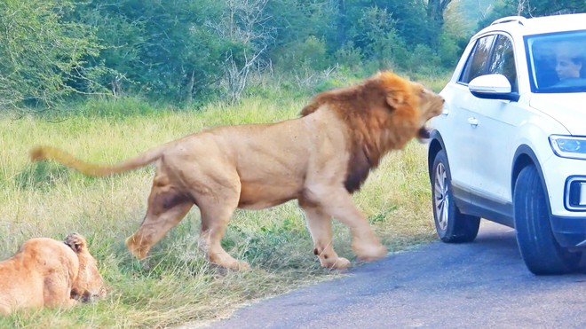 Tò mò trước cảnh "hâm nóng tình cảm" của cặp đôi sư tử, du khách suýt phải trả giá đắt