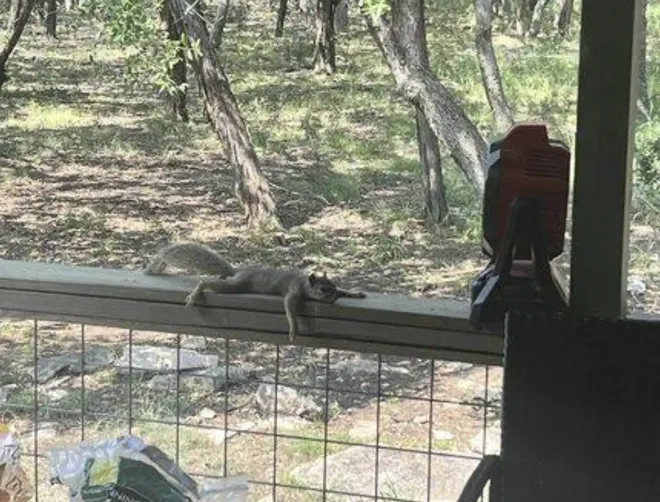 Thời tiết quá oi bức, sóc nhỏ tuyệt vọng phải tìm đến nhà dân để "hưởng ké" quạt mát và cái kết mỹ mãn