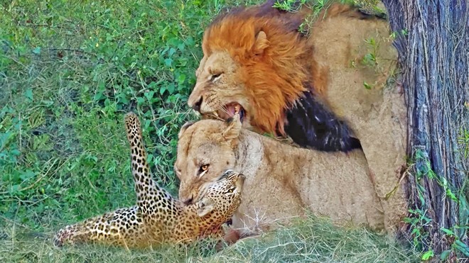 Sư tử đực có hành động bất ngờ ngay giữa cuộc chiến gay cấn với báo hoa mai