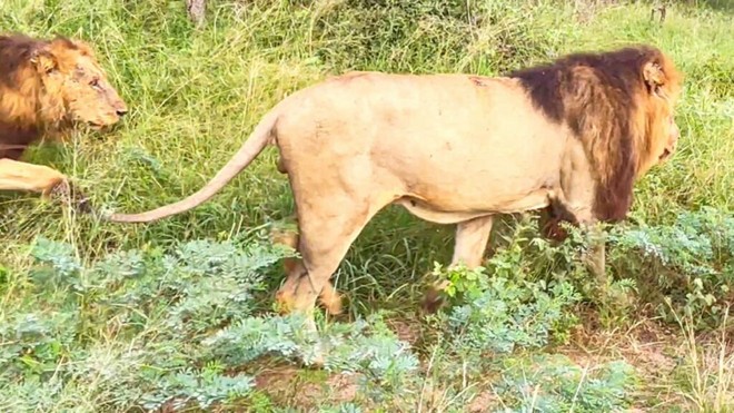Bất lực vì tuổi tác, linh cẩu già nộp mạng cho đàn sư tử