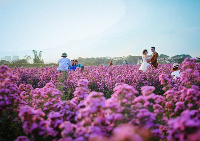 Cuối tuần dạo chơi thảo nguyên hoa bạt ngàn giữa lòng Hà Nội