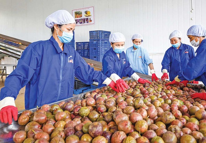 Năm 2026, xuất khẩu đặt mục tiêu tăng trưởng trên 15%. Trong ảnh: Nông sản là một trong những mặt hàng mang lại giá trị xuất khẩu cao (Ảnh: Đức Thanh)