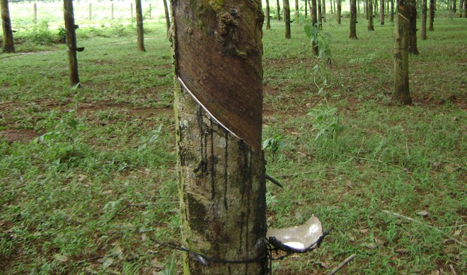 Cao su Tây Ninh (TRC) chốt cổ tức 300 đồng còn lại của năm 2019