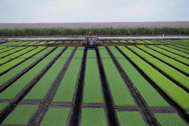 Tập đoàn phân bón Yara: Thực phẩm có thể là một vũ khí đang được sử dụng