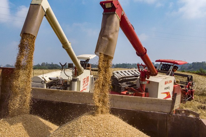 Trung Quốc đẩy mạnh nhập khẩu lúa mì sau khi mưa lớn gây thiệt hại mùa màng